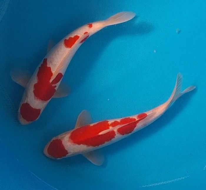 Kohaku